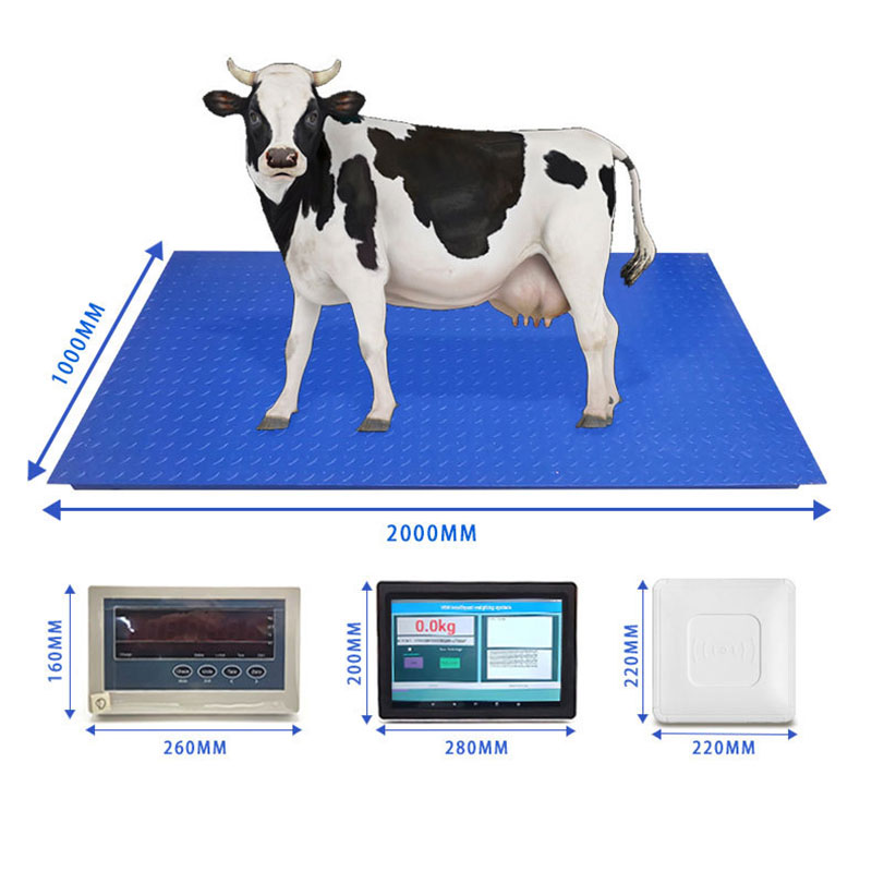 Sistema de pesagem de reconhecimento de etiqueta auricular para gado RFID balança eletrônica para animais balança de chão com reconhecimento de etiqueta auricular para animais RFID com tela sensível ao toque inteligente